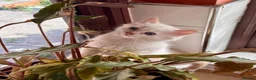 Mixed Breed cats for sale: TWO beautiful half-breed Ragdoll boy kittens. - Advert 6