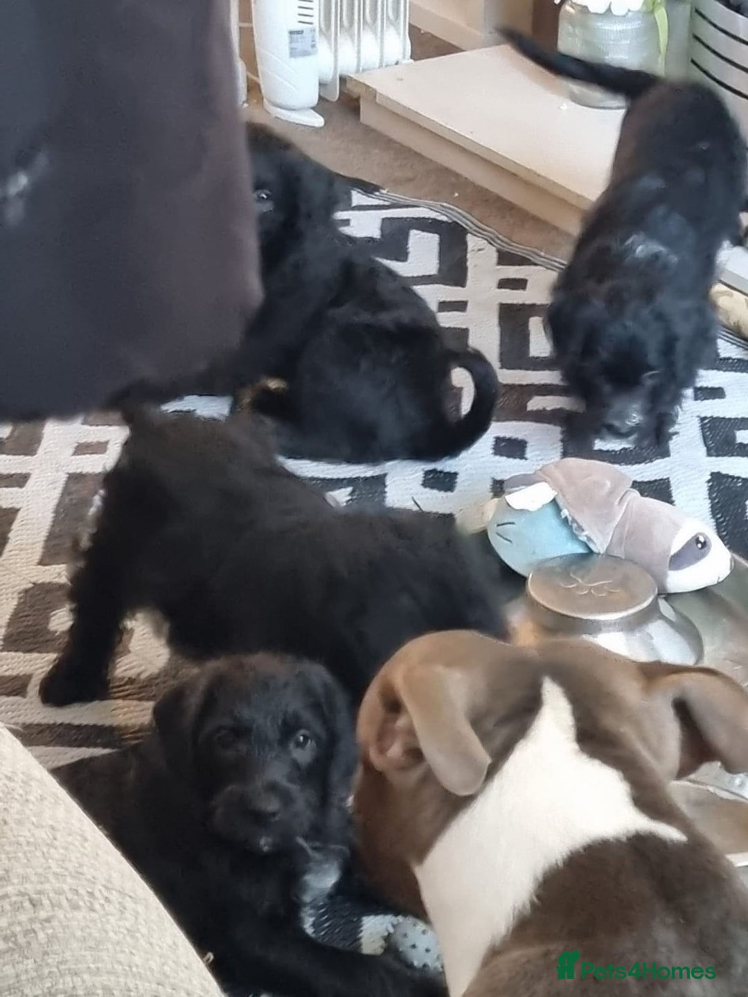 Mixed Breed dogs for sale: Staffypoo's - Advert 3