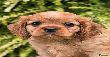 Cavalier King Charles Spaniel dogs - Advert 13