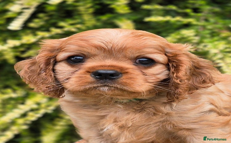 Cavalier King Charles Spaniel dogs - Advert 3