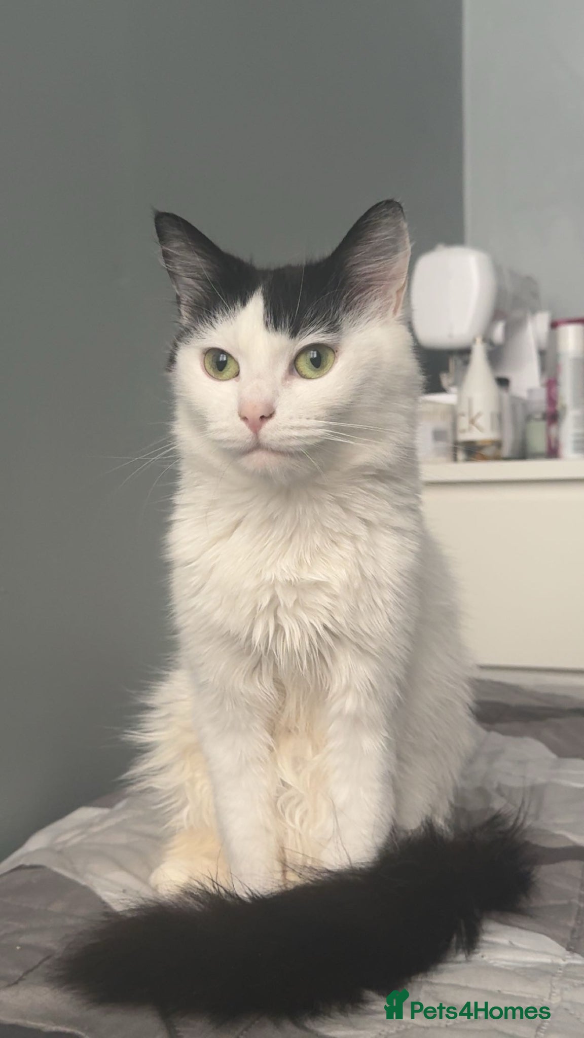 British Longhair cats FREE cat  - Advert 1