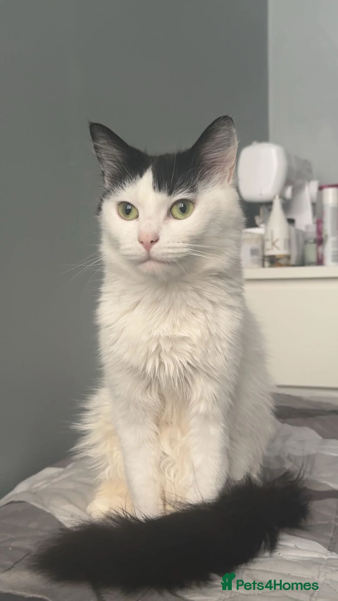 British Longhair cats for sale:  **   - Advert 1