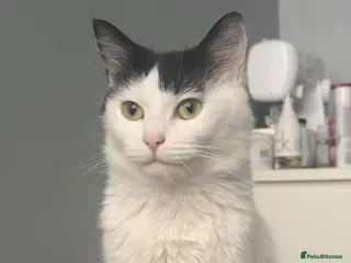 British Longhair cats FREE cat - Advert 1