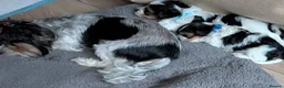 Biewer Terrier dogs for sale: Biewer terrier puppies x 2 boys - Advert 21