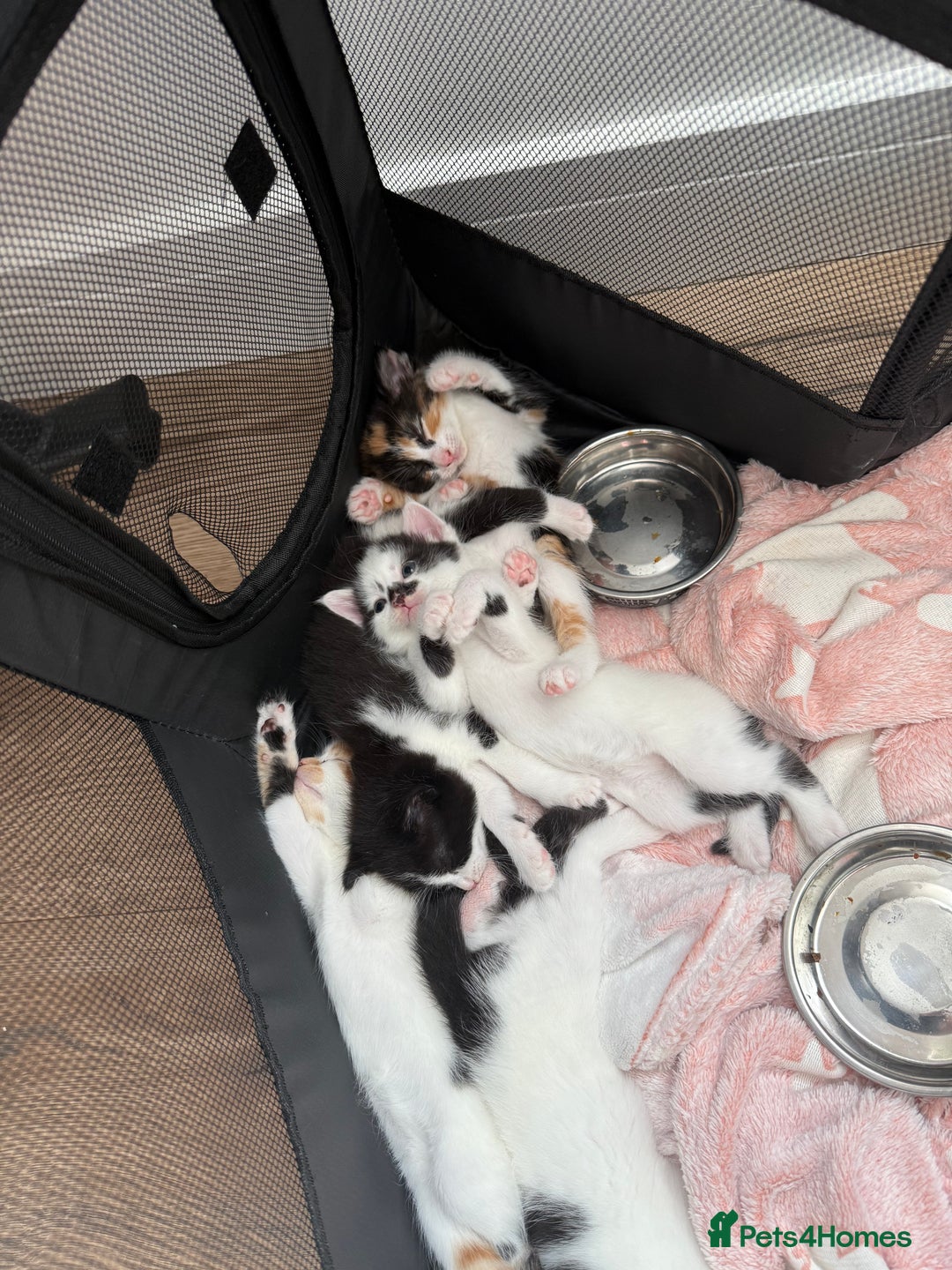 British Shorthair cats for sale: 4 Kittens for sale - Image 2