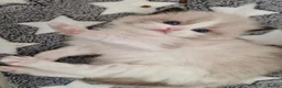 Ragdoll cats for sale: 💙🐈🏆✨️Exclusive Ragdoll kittens✨️Champions lines - Advert 6