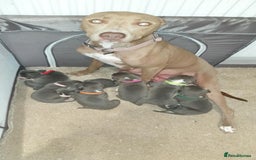 Lurcher dogs for sale: Bull Greyhound - Image 5