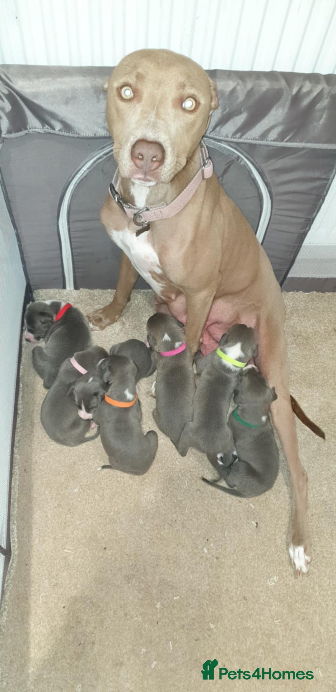 Lurcher dogs for sale: Bull Greyhound - Image 5