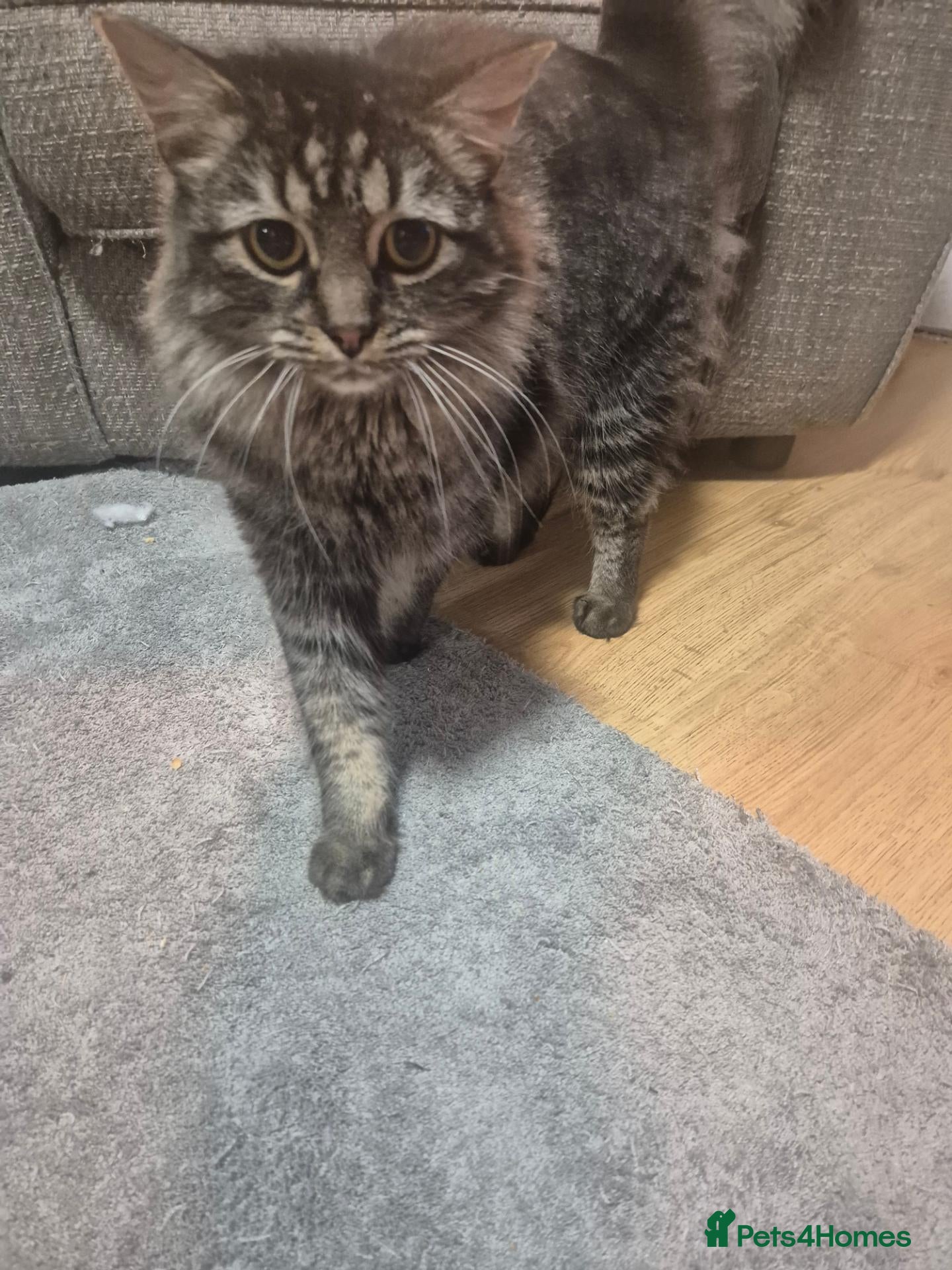 Mixed Breed cats Simba - Advert 1