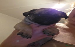 Frug dogs for sale: 5 week old frugs - Image 3