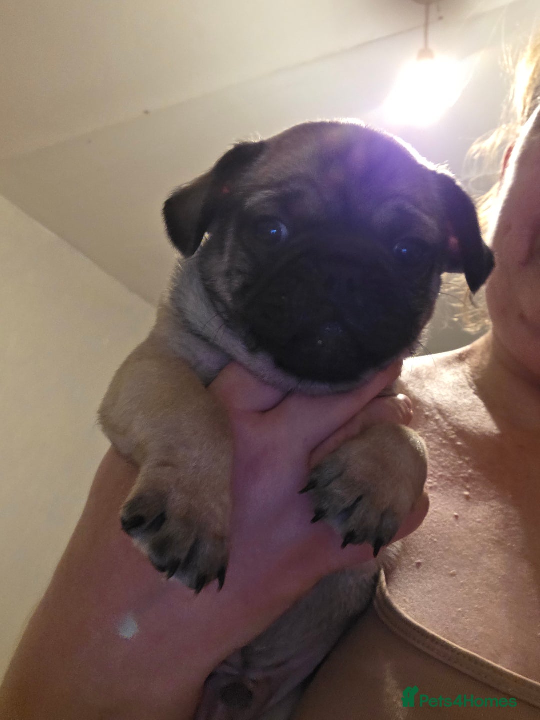 Frug dogs for sale: 5 week old frugs - Image 3