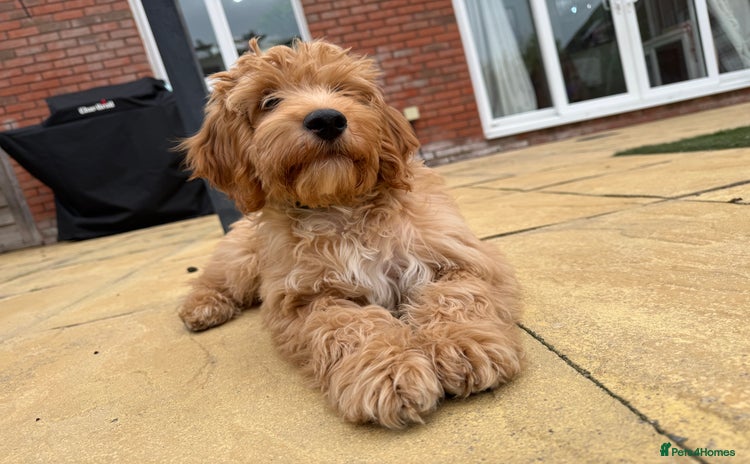 Irish Doodle dogs - Advert 1