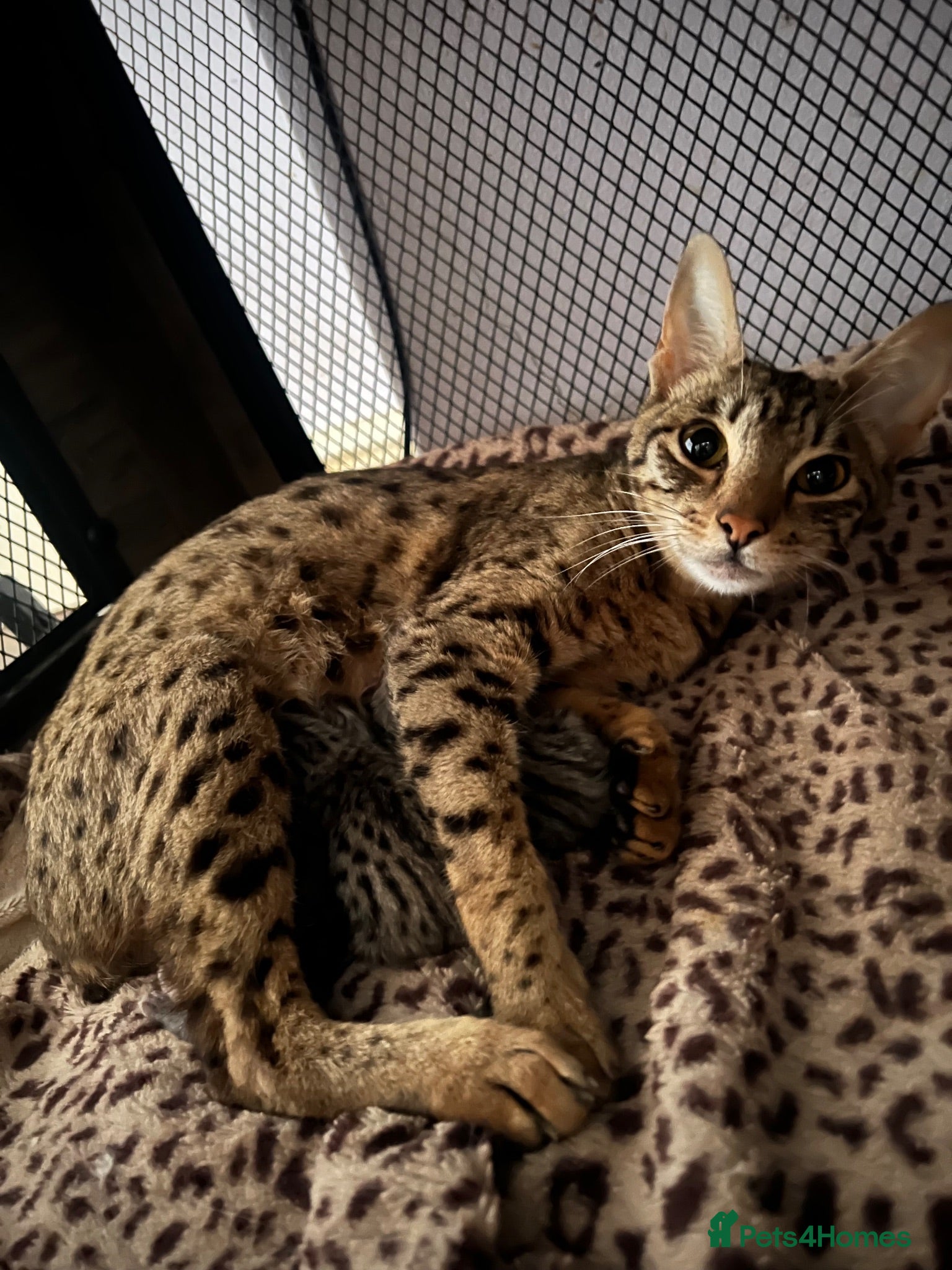 Mixed Breed cats Beautiful silver Savannah BSH cross kittens  - Advert 1