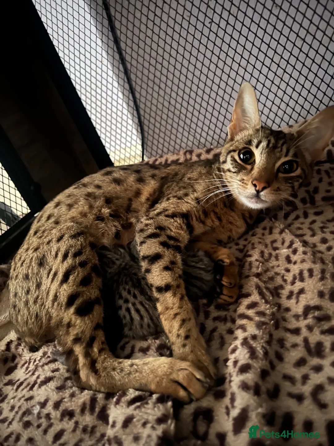 Mixed Breed cats for sale: Beautiful silver Savannah BSH cross kittens  - Advert 2