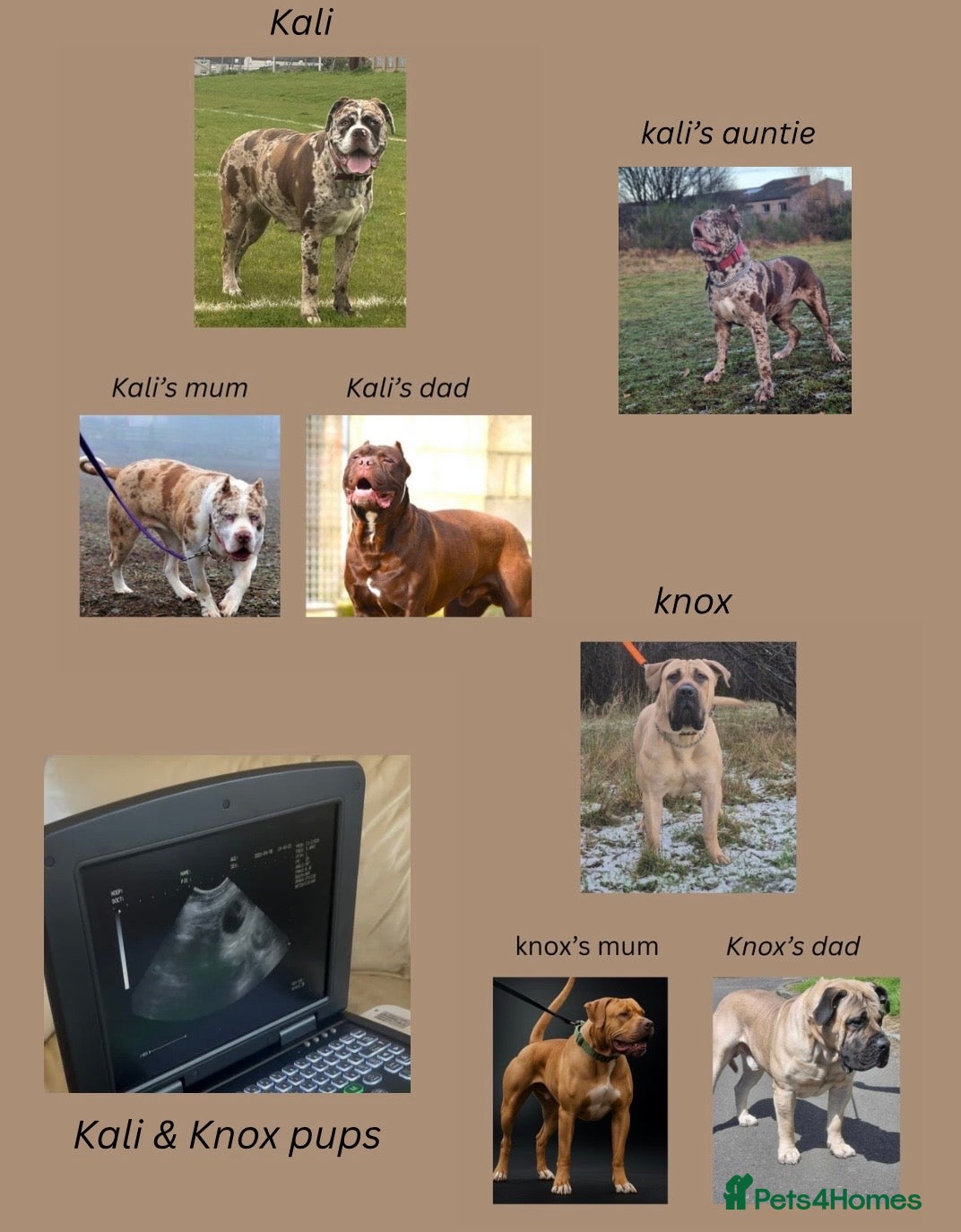 Mixed Breed dogs North American Mastiff pups due! - Advert 1