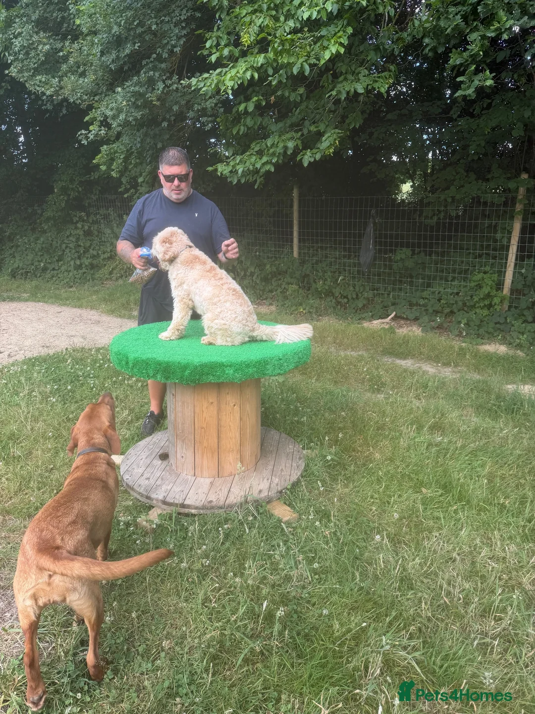Australian Labradoodle dogs for sale: Teddy  - Advert 3