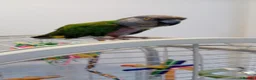 Parrots birds for sale: Senegal parrot - Advert 2