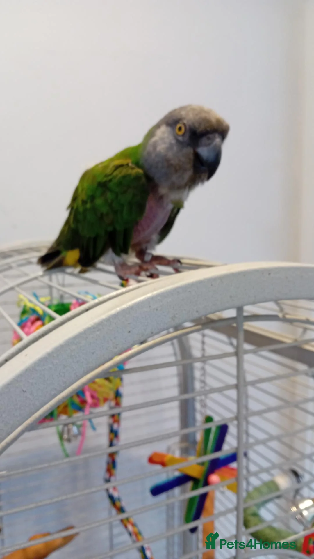 Parrots birds for sale: Senegal parrot - Advert 2