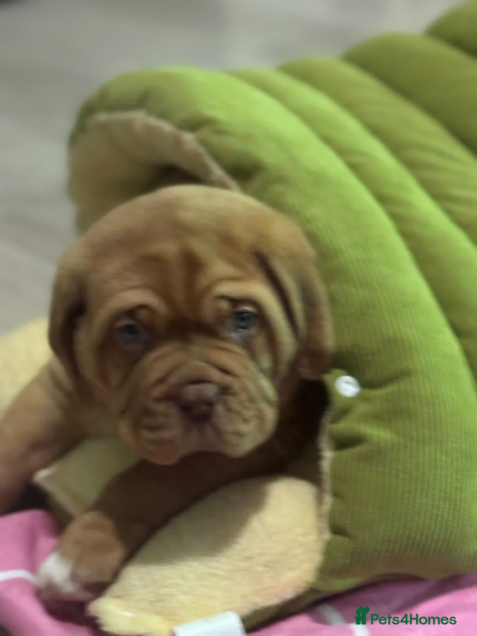 Dogue De Bordeaux dogs Beautiful Dogue De Bordeaux - Advert 16