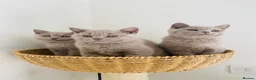 British Shorthair cats for sale: GCCF -SPECTACULAR  -British Shorthair kittens  - Advert 13