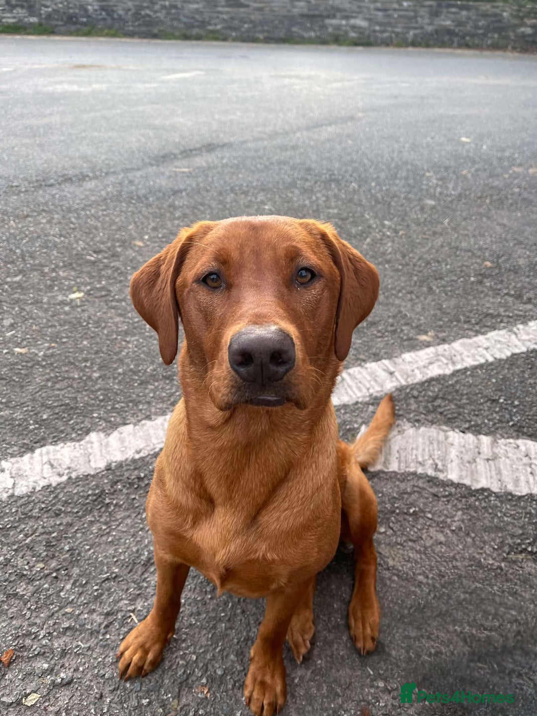 Labrador Retriever dogs for sale: KC Reg Fox red labrador litter of 6 dogs 4 bitches - Image 10