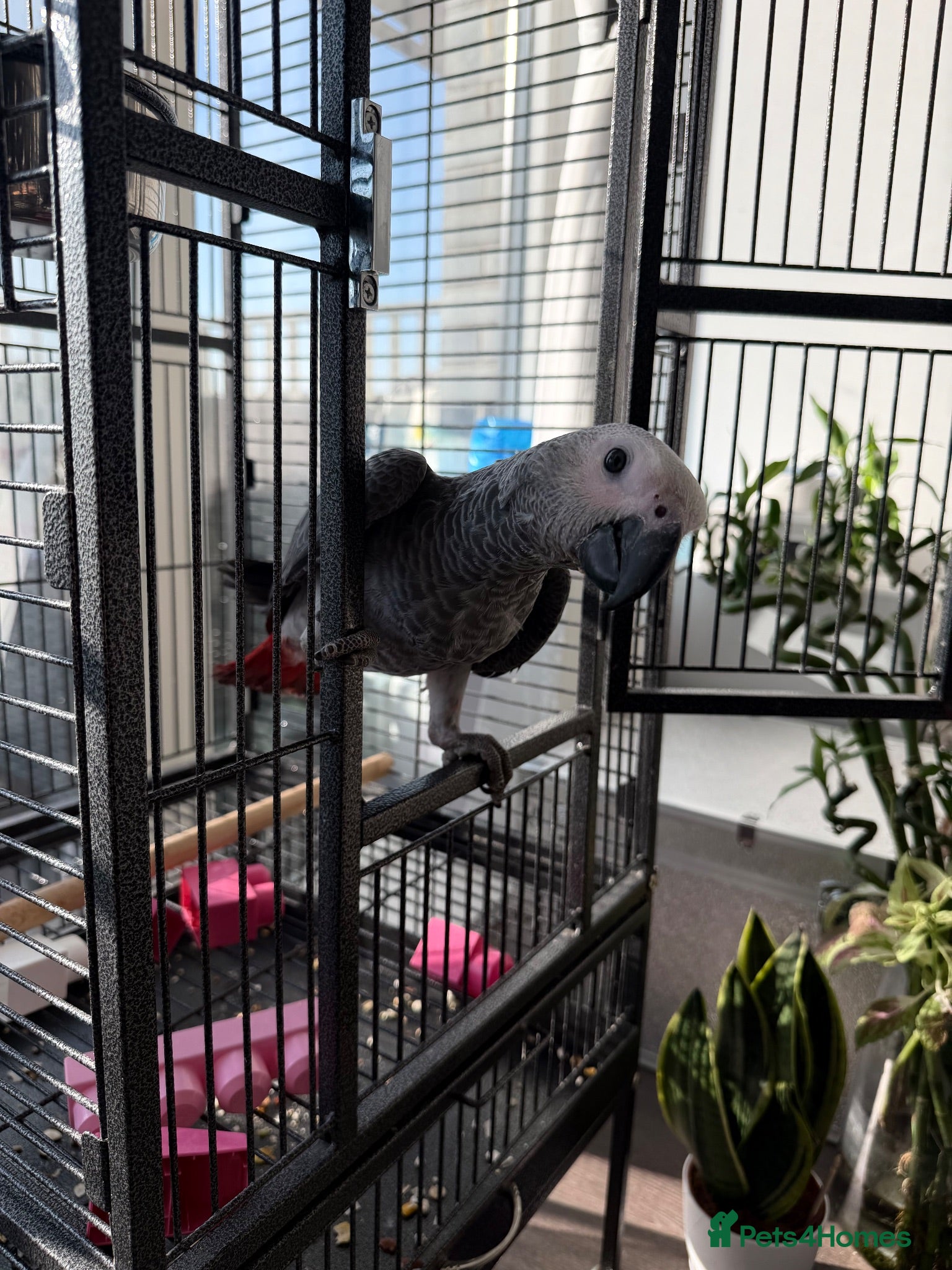Parrots birds Hand Reared African Grey Baby - Advert 1