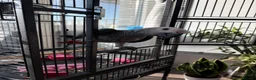 Parrots birds for sale: Hand Reared African Grey Baby - Advert 1