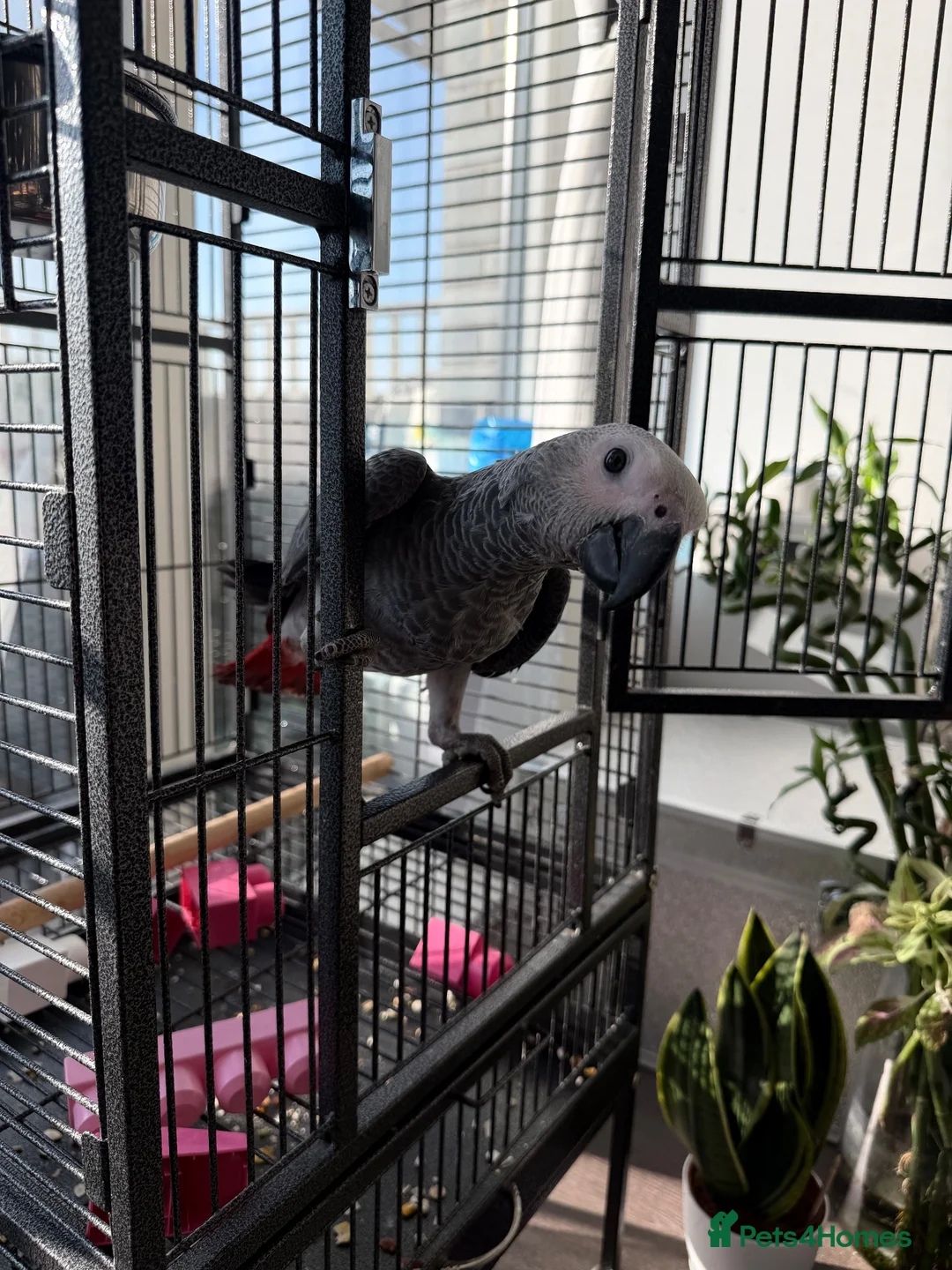 Parrots birds for sale: Hand Reared African Grey Baby - Advert 1