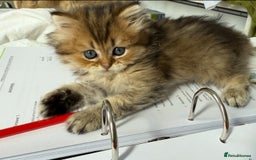 British Longhair cats for sale: British Longhair kittens - Image 2