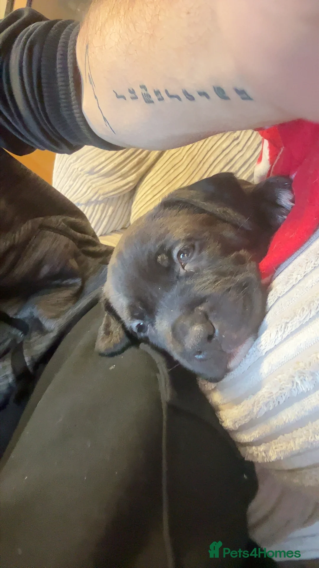 Staffordshire Bull Terrier dogs for sale: American staff puppies  - Advert 4