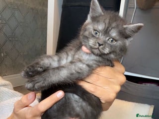 Mixed Breed cats Bsh x maincoon kittens ready to leave now - Advert 1
