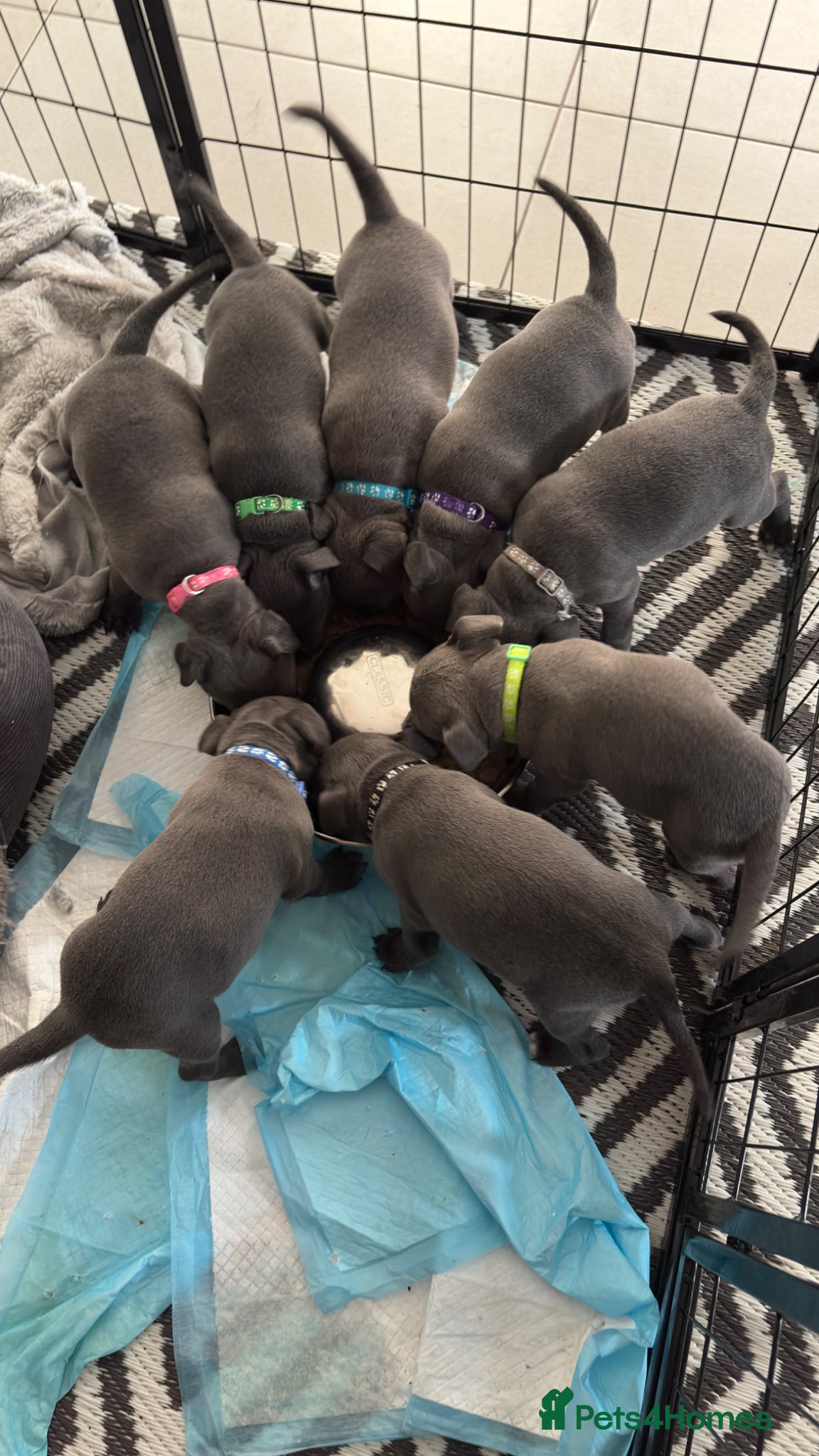 Staffordshire Bull Terrier dogs Blue Staffordshire Bull Terriers - NOW 5 WEEKS OLD - Advert 1