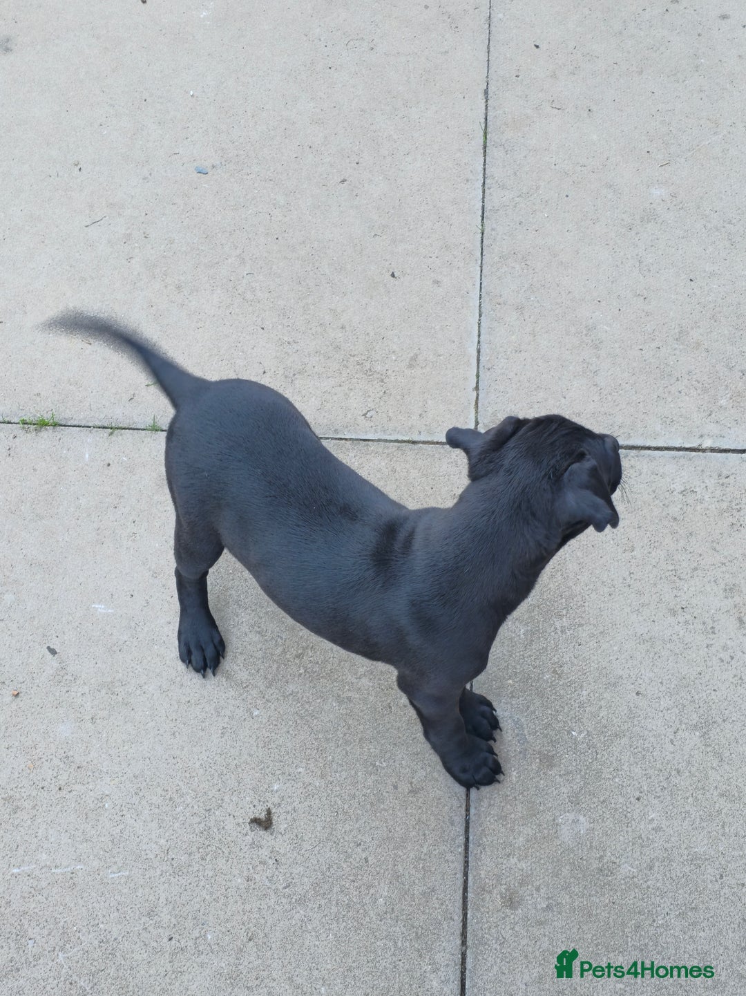 Mixed Breed dogs for sale:  Whippet × Patterdale Dog Pups - Image 32