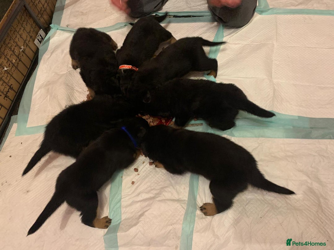 Rottweiler dogs for sale: Big Chunky puppies ready for homes - Image 2