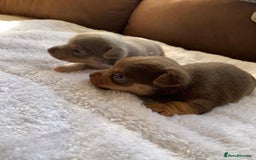 Jack Russell dogs for sale: Gorgeous Miniature Jack Russell Puppies For Sale - Image 22