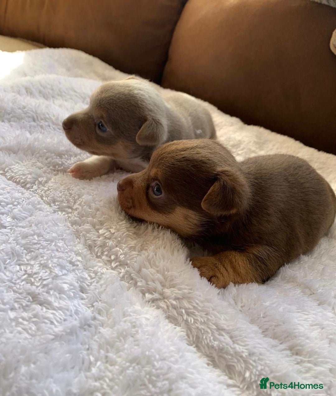 Jack Russell dogs for sale: Gorgeous Miniature Jack Russell Puppies For Sale - Image 22