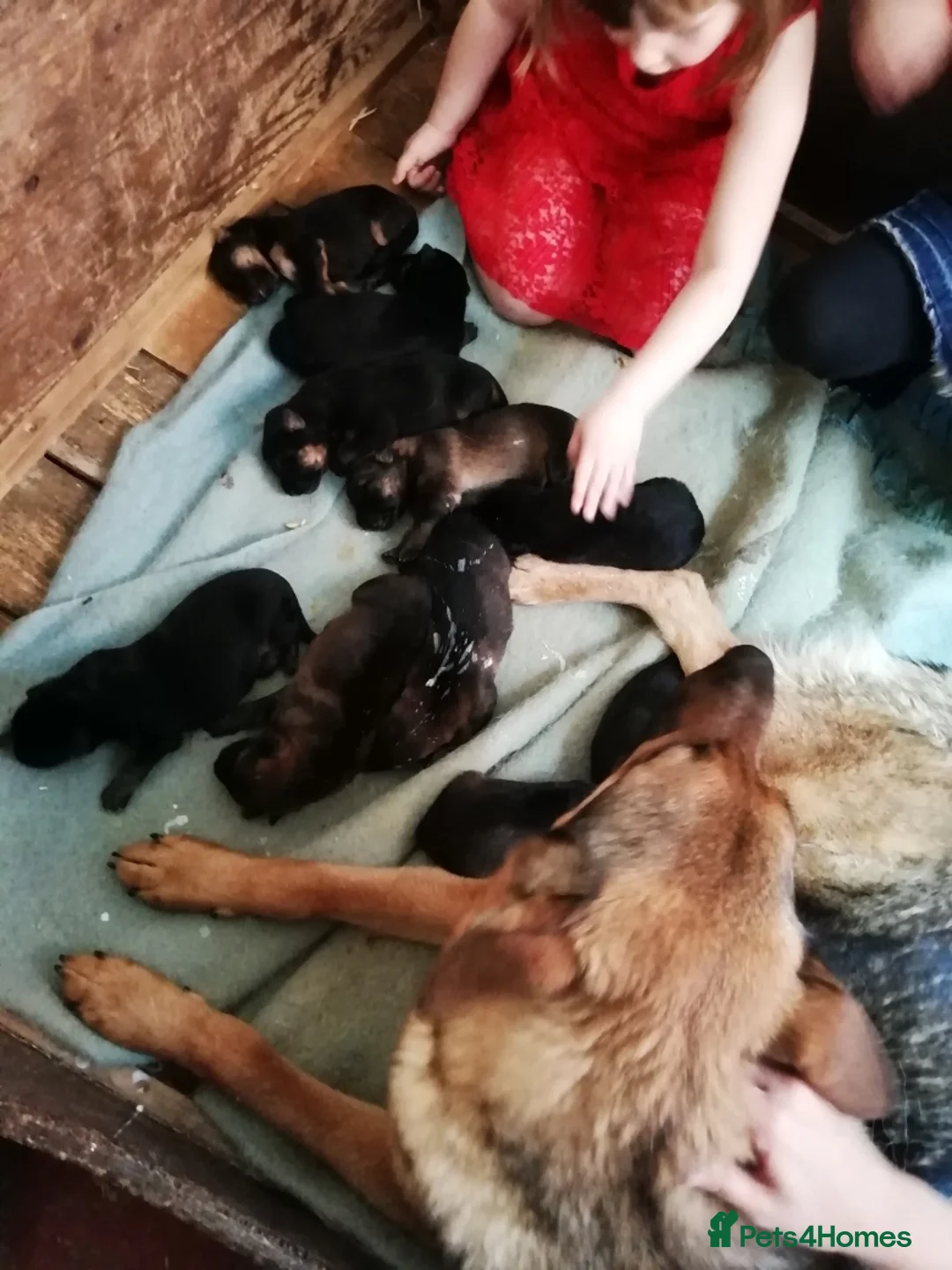 German Shepherd dogs for sale: Seeking loving home, older German Shepherd bitch - Advert 5