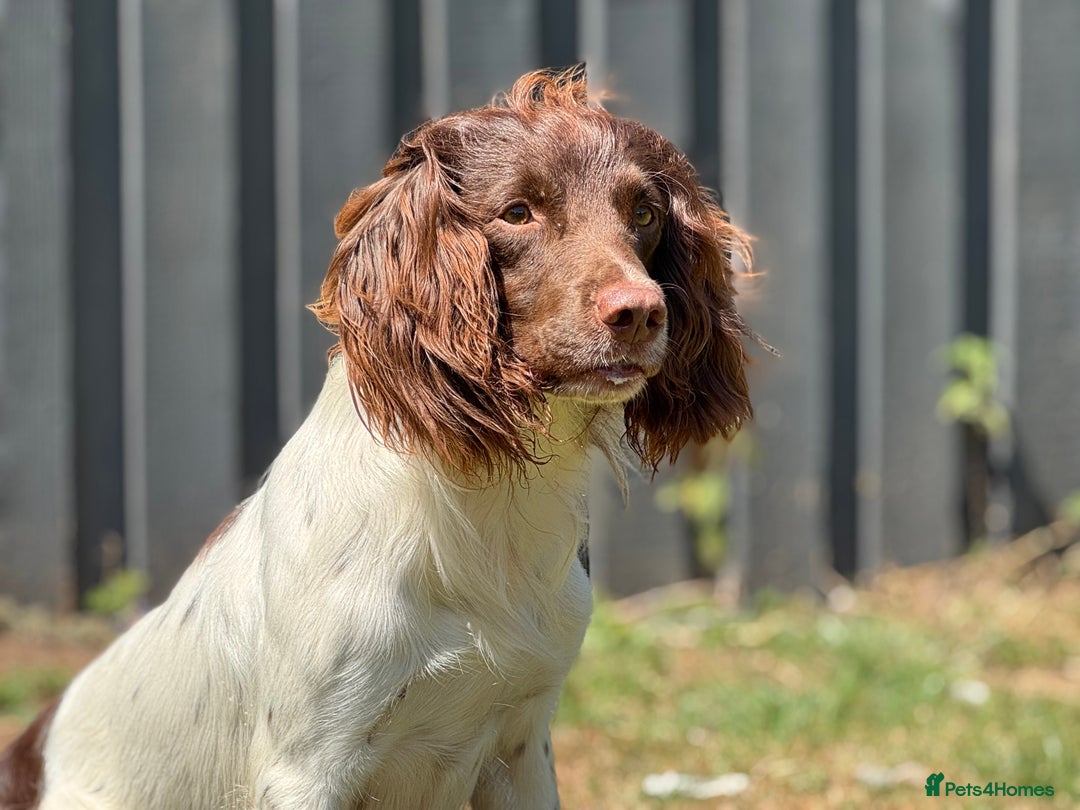 English Springer Spaniel dogs for stud: CHAMPIONSHIP WINNER 2025,ROSEBAY BLUE,HEALTHTESTED in Bristol - Image 7
