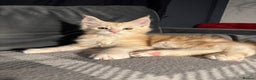 Maine Coon cats for sale: 5 Stunning GCCF Maine Coon Kittens  - Advert 7