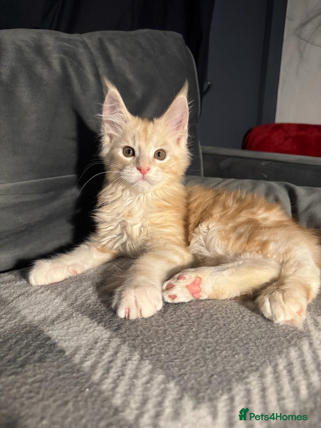 Maine Coon cats for sale: 5 Stunning GCCF Maine Coon Kittens  - Advert 7