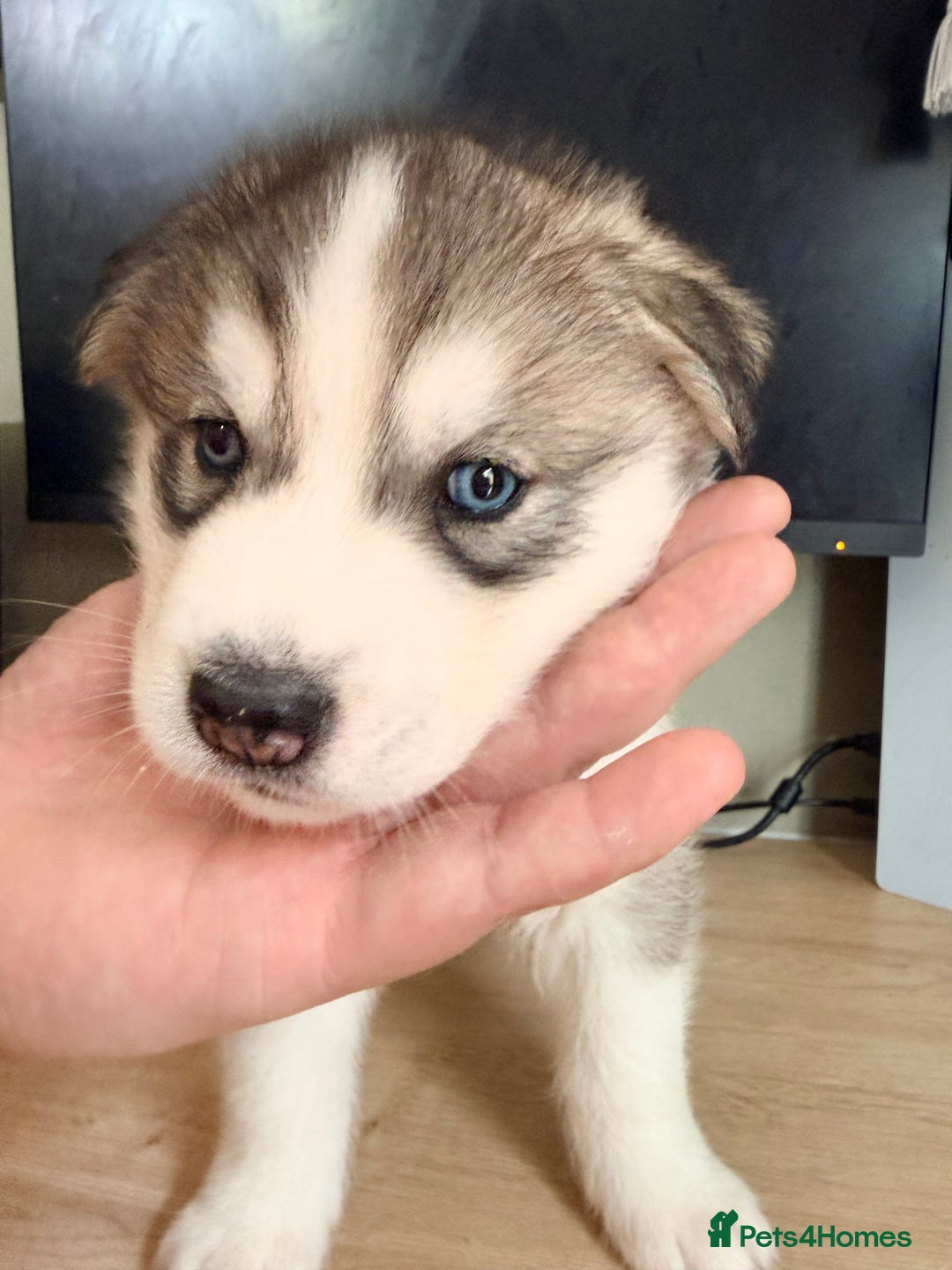 Siberian Husky dogs for sale: SIBERIAN HUSKY  - Image 17