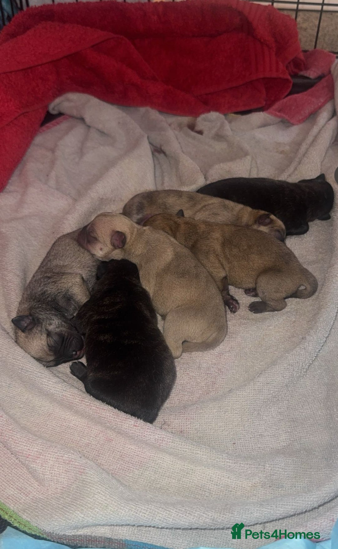 Mixed Breed dogs for sale: 5 x French Pomerdogs - Image 23