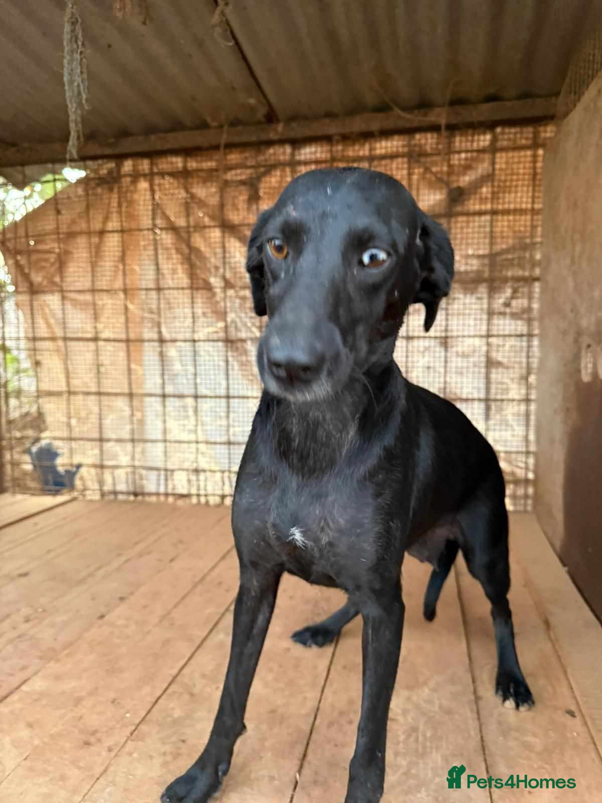 Mixed Breed dogs BAHAR - Advert 17