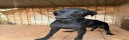 Mixed Breed dogs for adoption: BAHAR - Advert 1