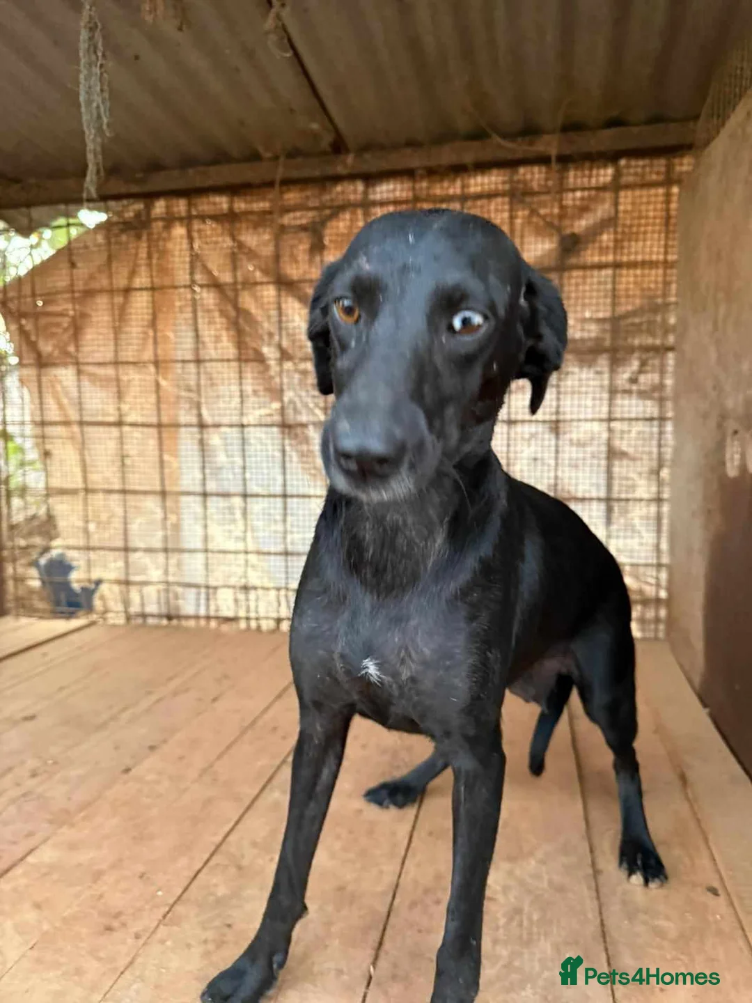 Mixed Breed dogs for adoption: BAHAR - Advert 1