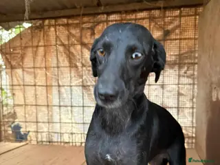 Mixed Breed dogs BAHAR - Advert 17