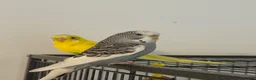 Budgerigars birds for sale: Budgies in Peterborough - Advert 2