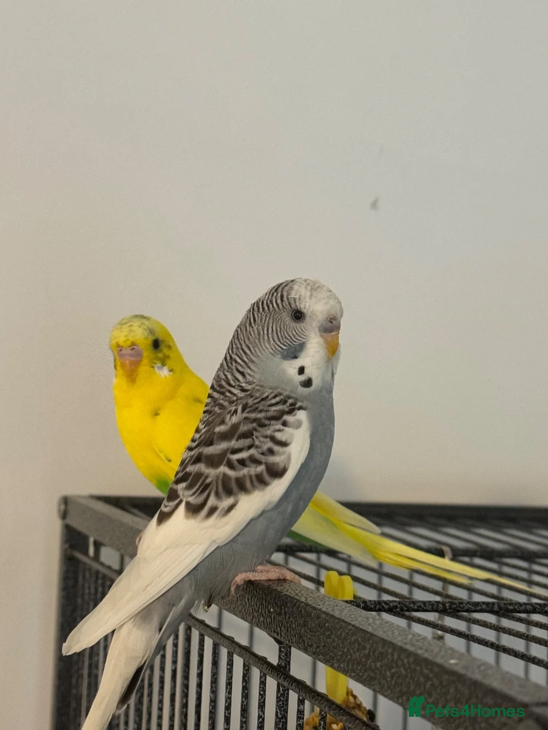 Budgerigars birds for sale: Budgies in Peterborough - Advert 2