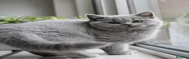 British Shorthair 3