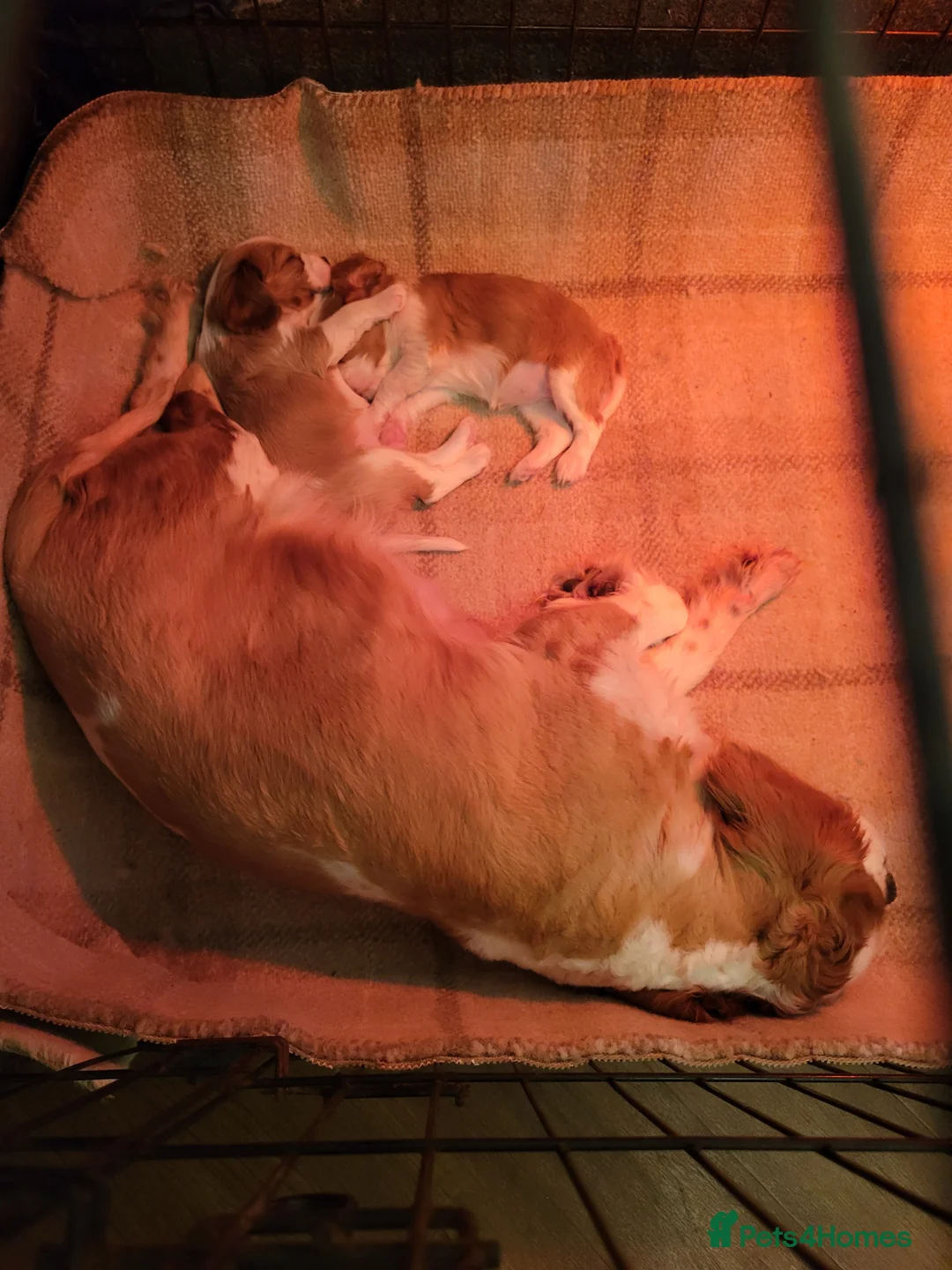 Cavalier King Charles Spaniel dogs for sale: Cavalier king Charles spaniel for sale  - Advert 12